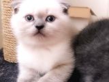 Ayı Kafalı Saf Kan Schottish Fold Ve British Shorthair 