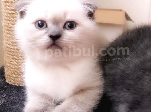 Ayı Kafalı Saf Kan Schottish Fold Ve British Shorthair  görsel