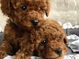 Red Brown Toy Poodle Yavrular
