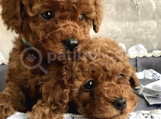 Red Brown Toy Poodle Yavrular