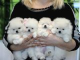Ayıcık Surat Boo Pomeranian Yavrular