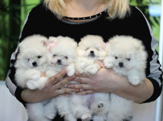 Ayıcık Surat Boo Pomeranian Yavrular görsel