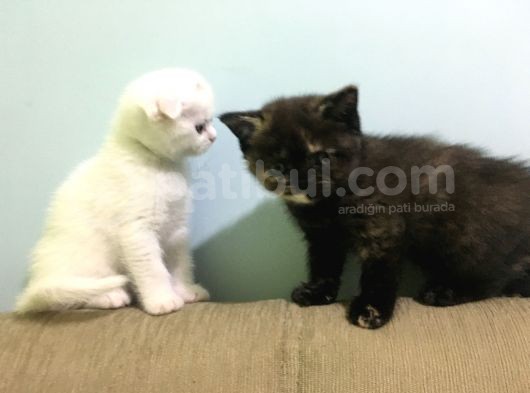 Özel Eği̇ti̇mli̇ Safkan Scotti̇sh Fold Di̇şi̇ Beyaz Sifir Kulak görsel