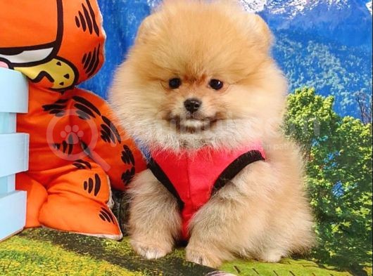 Safkan Pomeranian Teddy Bear Yavrular
