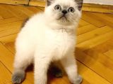Ayı Kafalı Saf Kan Schottish Fold Ve British Shorthair 
