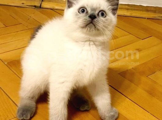 Ayı Kafalı Saf Kan Schottish Fold Ve British Shorthair  görsel