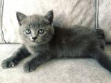 Ayı Kafalı Saf Kan Schottish Fold Ve British Shorthair 