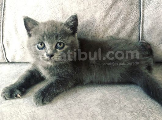 Ayı Kafalı Saf Kan Schottish Fold Ve British Shorthair  görsel