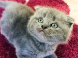 Ayı Kafalı Saf Kan Schottish Fold Ve British Shorthair 