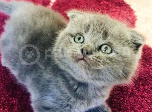 Ayı Kafalı Saf Kan Schottish Fold Ve British Shorthair  görsel