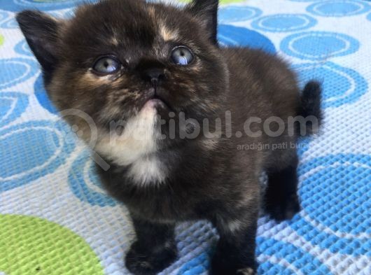Özel Eği̇ti̇mli̇ Safkan Scotti̇sh Fold Di̇şi̇ Beyaz Sifir Kulak görsel