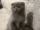 Ayı Kafalı Saf Kan Schottish Fold Ve British Shorthair 