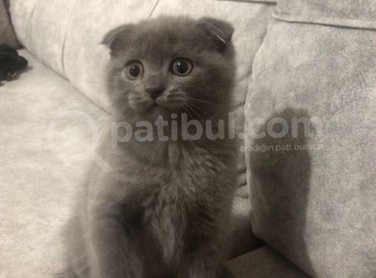 Ayı Kafalı Saf Kan Schottish Fold Ve British Shorthair  görsel