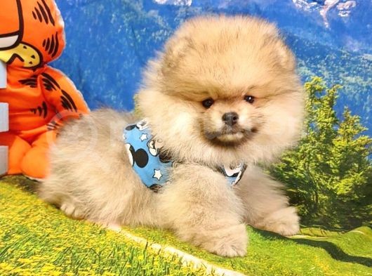Safkan Pomeranian Teddy Bear Yavrular görsel