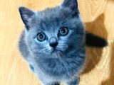 Ayı kafalı saf kan schottish fold ve british shorthair 
