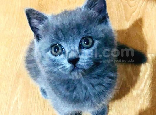 Ayı Kafalı Saf Kan Schottish Fold Ve British Shorthair 