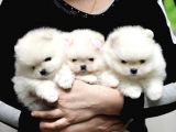 Ayıcık Surat Boo Pomeranian Yavrular