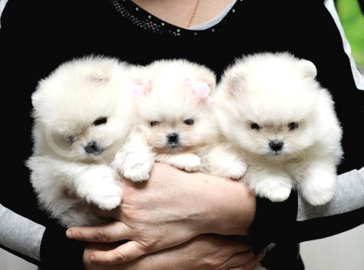 Ayıcık Surat Boo Pomeranian Yavrular görsel