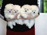Ayıcık Surat Boo Pomeranian Yavrular