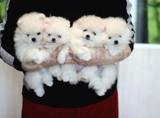 Ayıcık Surat Boo Pomeranian Yavrular