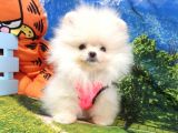 Safkan Pomeranian Teddy Bear Yavrular