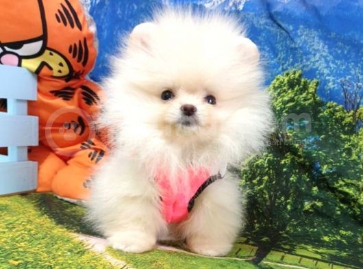 Safkan Pomeranian Teddy Bear Yavrular görsel