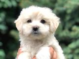 Teacup Sevimli Dişi Morkie Yavrular