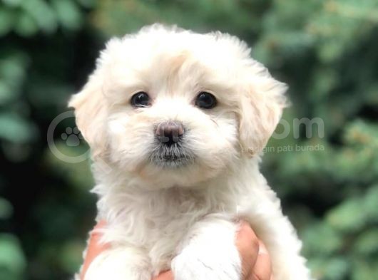 Teacup Sevimli Dişi Morkie Yavrular görsel