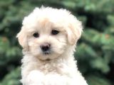 Teacup Sevimli Dişi Morkie Yavrular