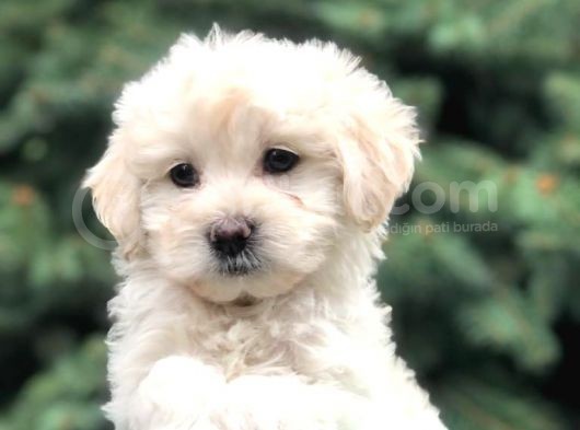 Teacup Sevimli Dişi Morkie Yavrular görsel