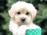 Teacup Sevimli Dişi Morkie Yavrular