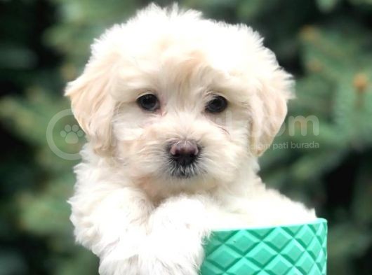 Teacup Sevimli Dişi Morkie Yavrular görsel