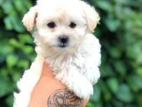 Teacup Sevimli Dişi Morkie Yavrular