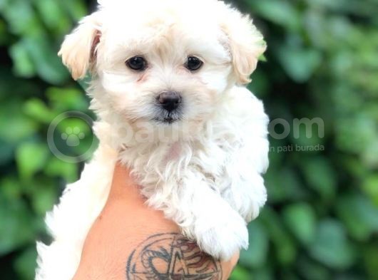 Teacup Sevimli Dişi Morkie Yavrular görsel