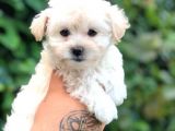 Teacup Sevimli Dişi Morkie Yavrular