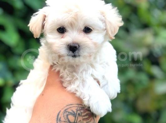 Teacup Sevimli Dişi Morkie Yavrular görsel