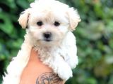Teacup Sevimli Dişi Morkie Yavrular