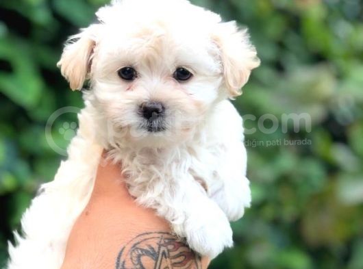 Teacup Sevimli Dişi Morkie Yavrular görsel