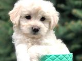 Teacup Sevimli Dişi Morkie Yavrular