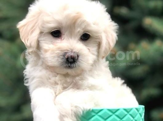 Teacup Sevimli Dişi Morkie Yavrular