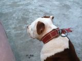 Pitbull Batman