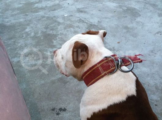 Pitbull Batman