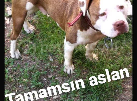 Pitbull Batman görsel