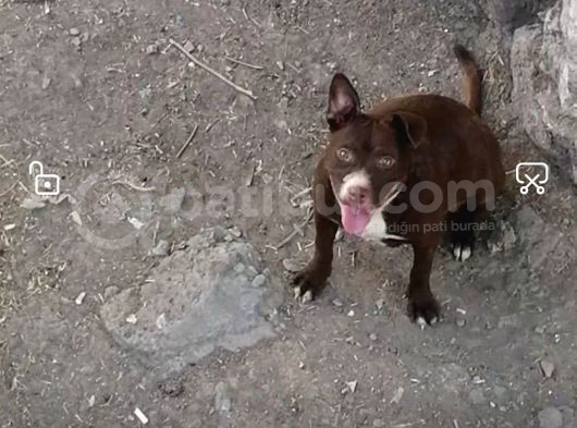Pitbull Batman görsel