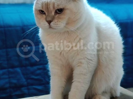 Acil Sahiplendirilecek görsel