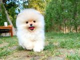 Pomeranian Boo