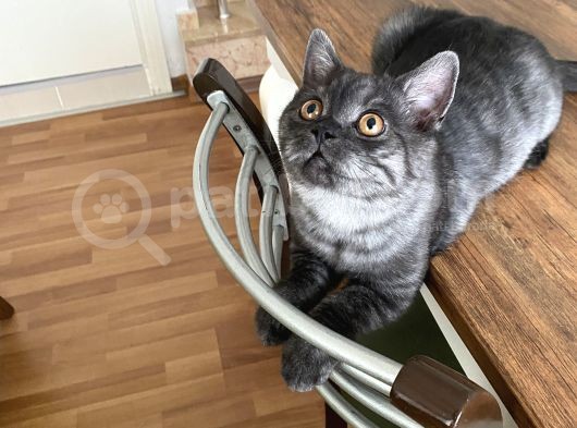 4 Aylık Erkek Aşıları Tam Kehribar Gözlü görsel