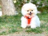 Pomeranian Boo