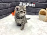 Show Class Bri̇ti̇sh Shorthai̇r Si̇lver Taby