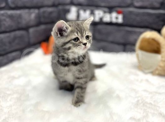 Show Class Bri̇ti̇sh Shorthai̇r Si̇lver Taby görsel